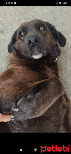 Labrador Retriever, Köpek  Kontes fotoğrafı