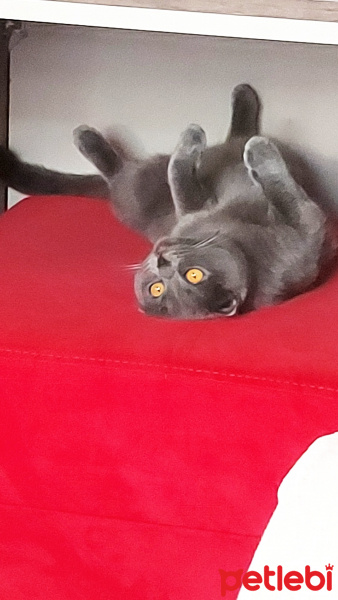 Scottish Fold, Kedi  Leyla fotoğrafı