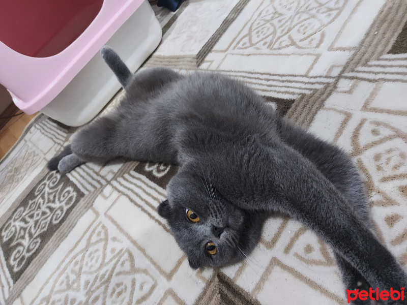 Scottish Fold, Kedi  Leyla fotoğrafı