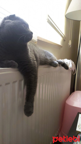 Scottish Fold, Kedi  Leyla fotoğrafı