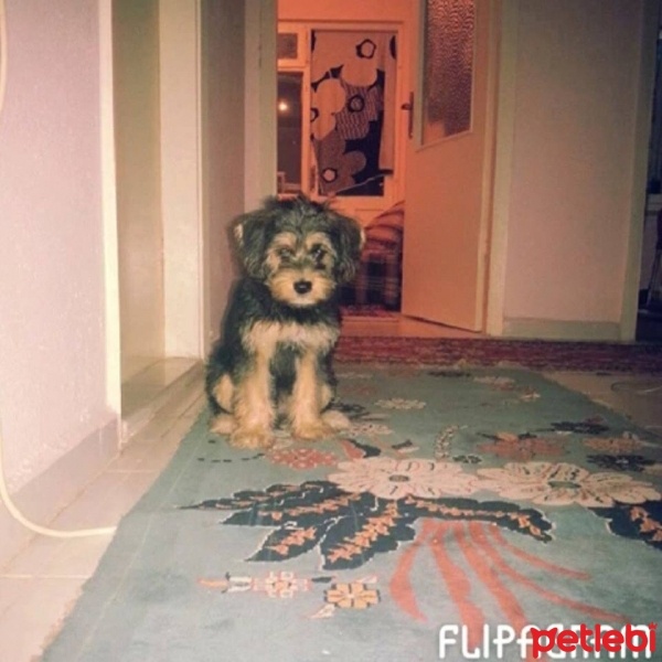 Yorkshire Terrier, Köpek  turşu fotoğrafı