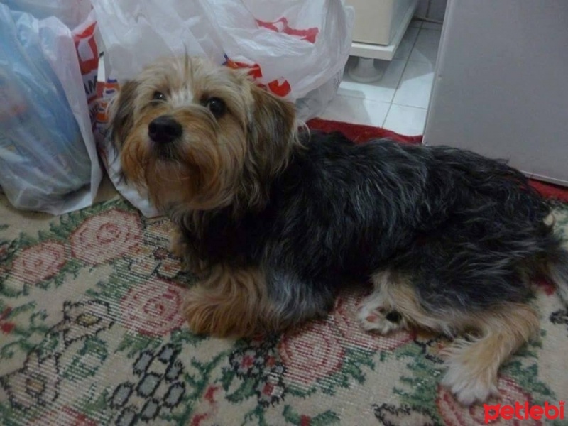 Yorkshire Terrier, Köpek  turşu fotoğrafı