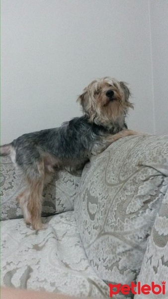 Yorkshire Terrier, Köpek  turşu fotoğrafı