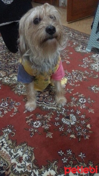 Yorkshire Terrier, Köpek  turşu fotoğrafı