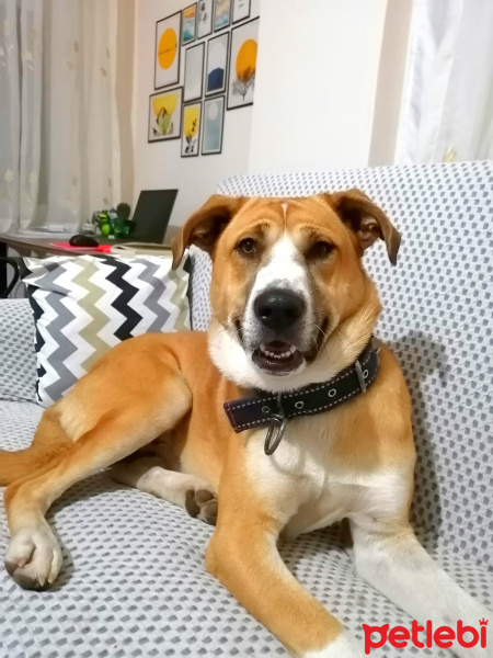 Sokö (Sokak Köpeği), Köpek  Şans fotoğrafı