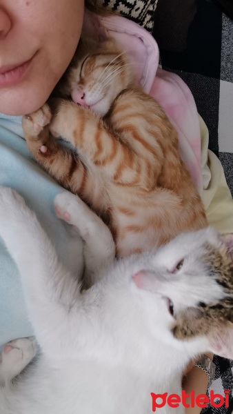 Sarman, Kedi  Badem fotoğrafı