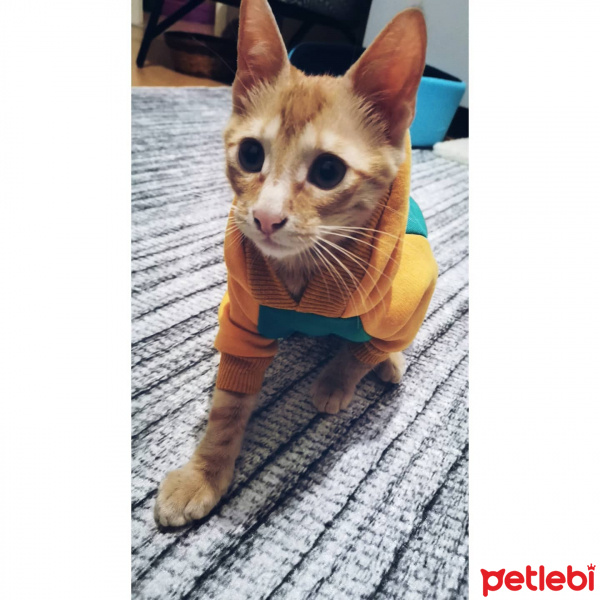 Sarman, Kedi  Badem fotoğrafı