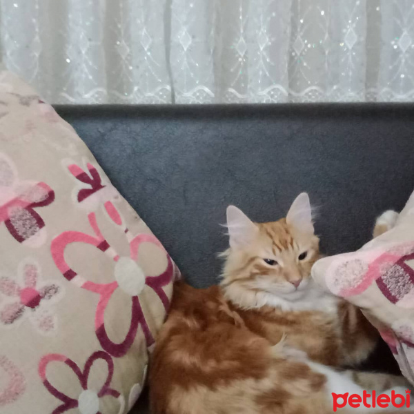 Sarman, Kedi  Paşa fotoğrafı