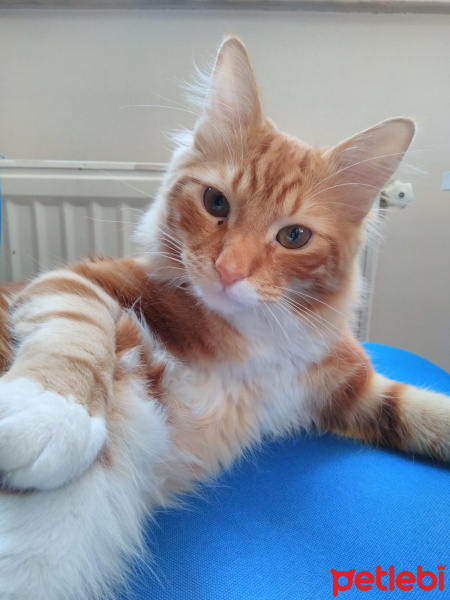 Sarman, Kedi  Paşa fotoğrafı