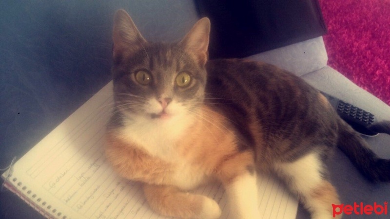 Tekir Kedi, Kedi  Hira fotoğrafı