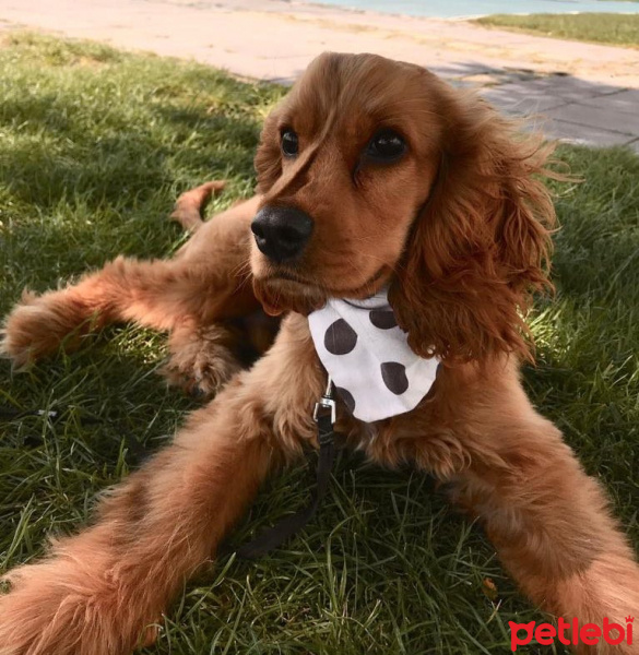 Amerikan Cocker Spaniel, Köpek  Chivas fotoğrafı
