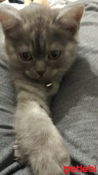 British Shorthair, Kedi  Çakıl fotoğrafı