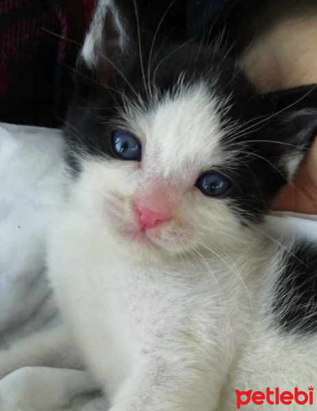 Tekir Kedi, Kedi  Merlin fotoğrafı