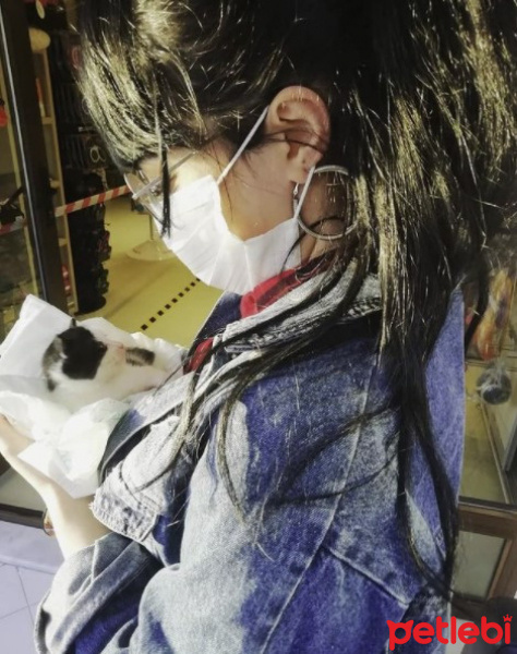 Tekir Kedi, Kedi  Merlin fotoğrafı