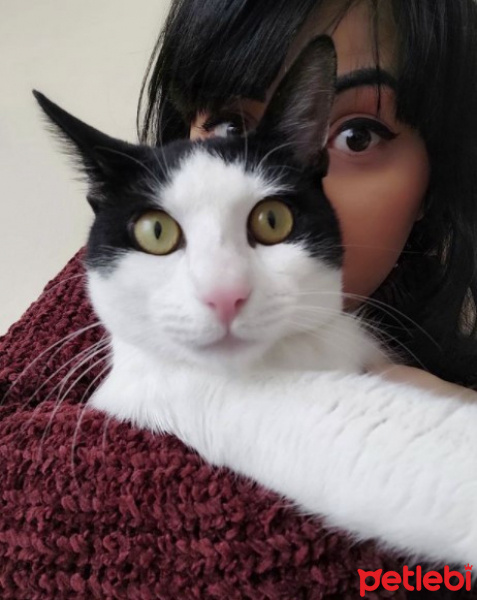 Tekir Kedi, Kedi  Merlin fotoğrafı