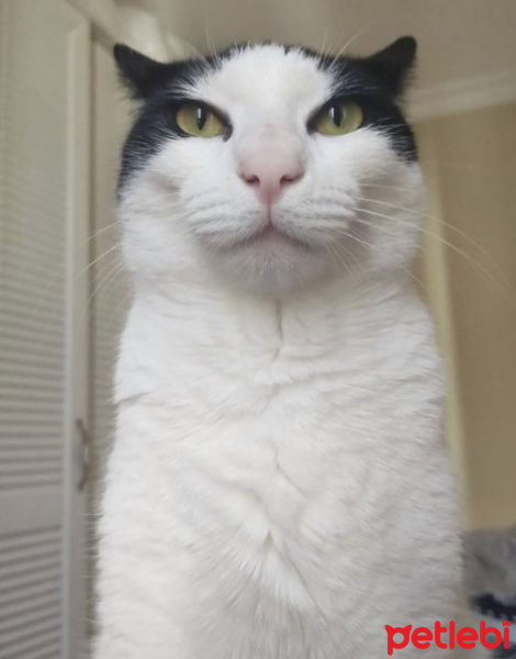 Tekir Kedi, Kedi  Merlin fotoğrafı