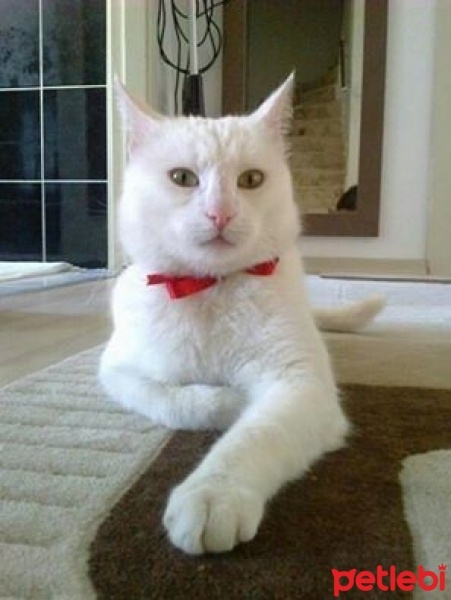 Ankara Kedisi, Kedi  Sütlaç fotoğrafı