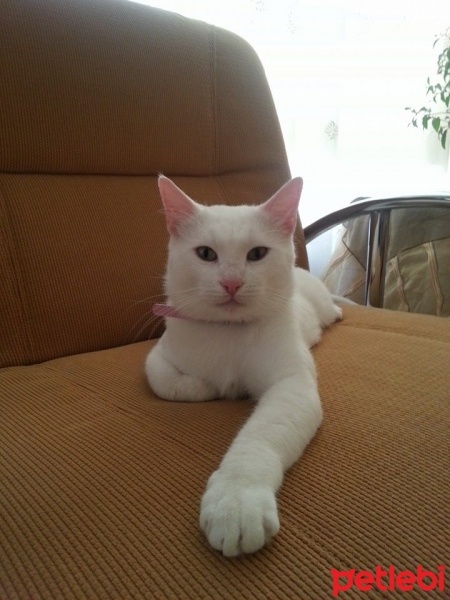 Ankara Kedisi, Kedi  Sütlaç fotoğrafı