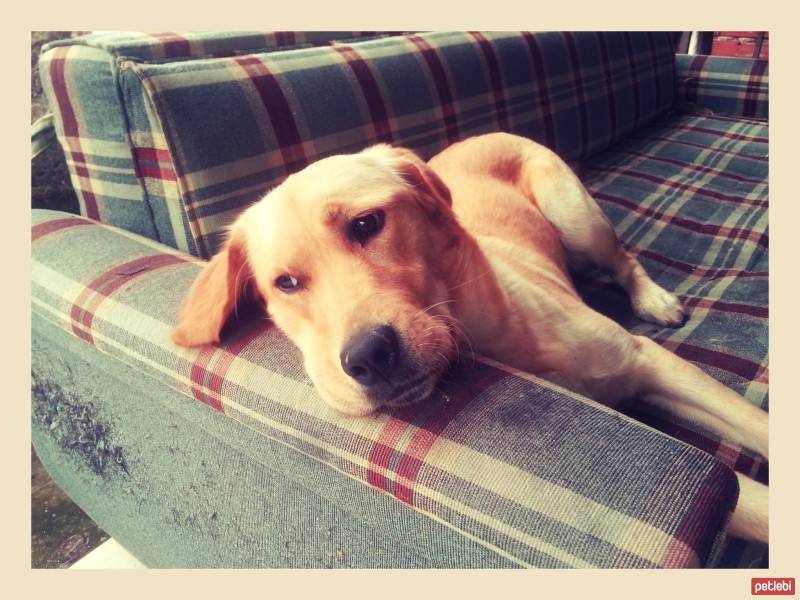 Labrador Retriever, Köpek  Hera fotoğrafı