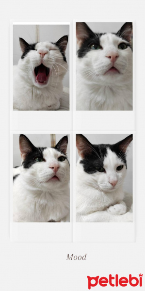 Tekir Kedi, Kedi  Bulut fotoğrafı