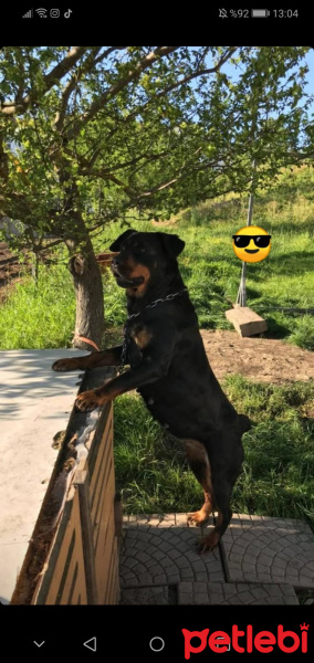 Rottweiler, Köpek  Marla fotoğrafı