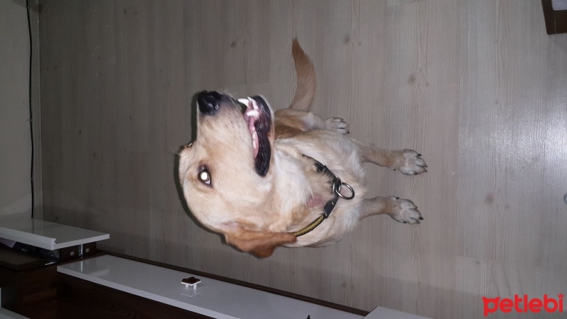 Golden Retriever, Köpek  jon fotoğrafı