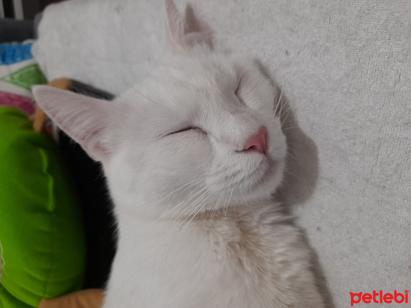 Ankara Kedisi, Kedi  Psykhe fotoğrafı