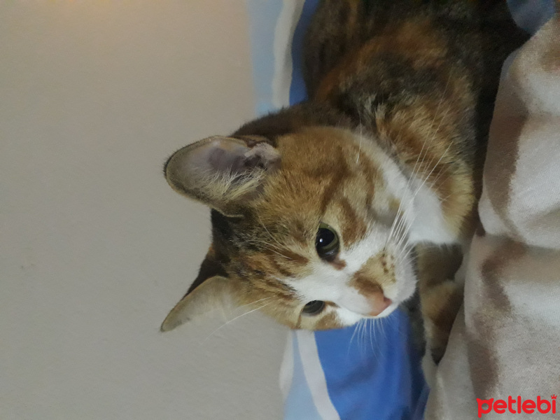 Tekir Kedi, Kedi  Badem fotoğrafı