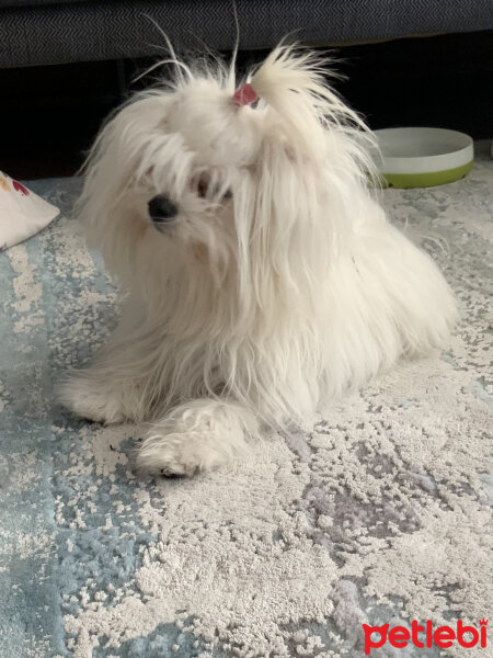 Maltese, Köpek  Angel fotoğrafı