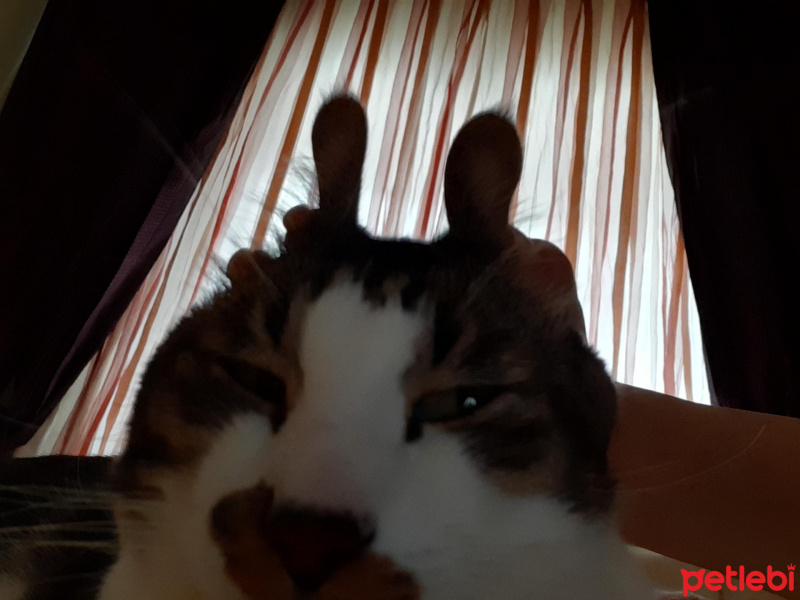 Tekir Kedi, Kedi  Ercüment fotoğrafı