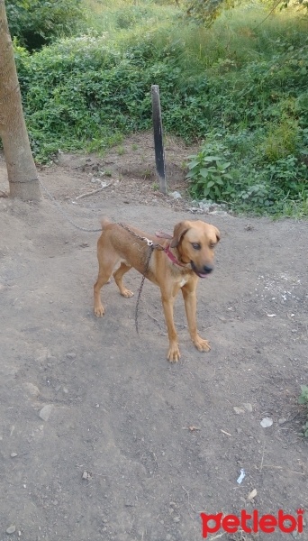 Akbaş, Köpek  Çomar fotoğrafı