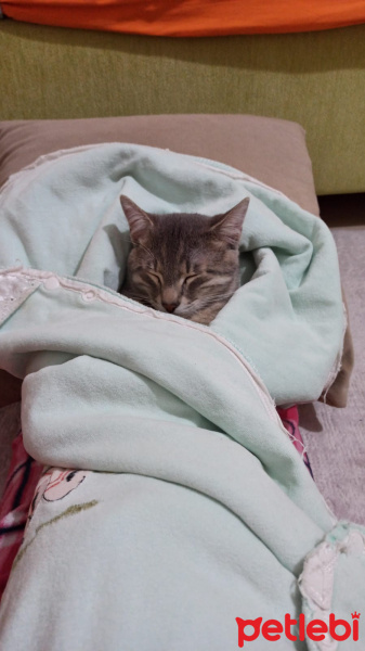 Tekir Kedi, Kedi  Köpük fotoğrafı
