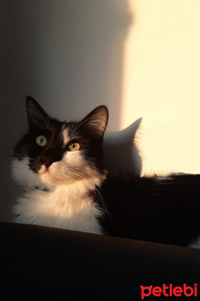 Tekir Kedi, Kedi  Korsan fotoğrafı