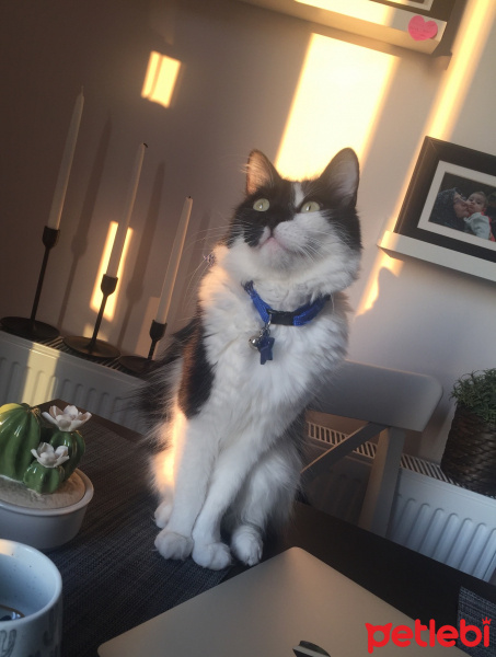 Tekir Kedi, Kedi  Korsan fotoğrafı