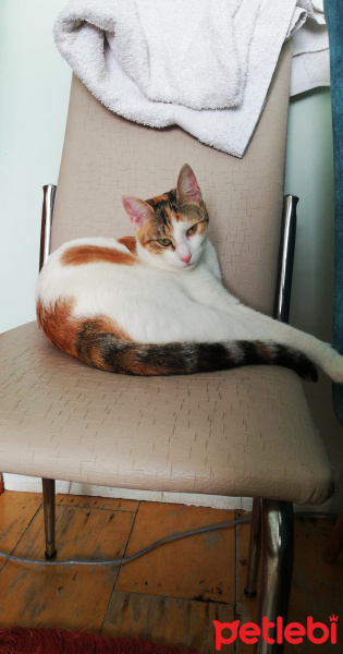 Tekir Kedi, Kedi  Maya fotoğrafı