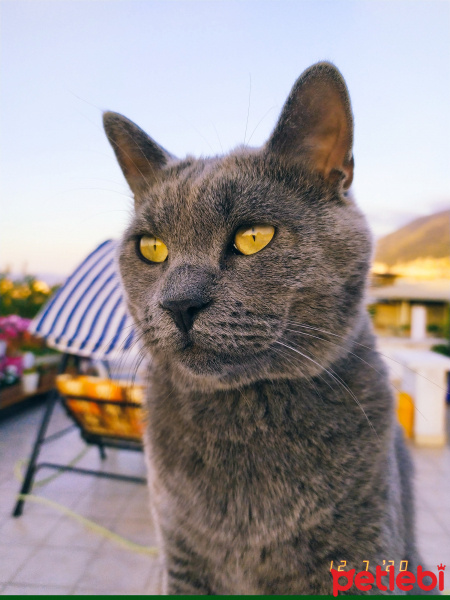 British Shorthair, Kedi  Zeus fotoğrafı