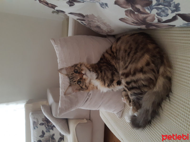 Tekir Kedi, Kedi  Nana fotoğrafı