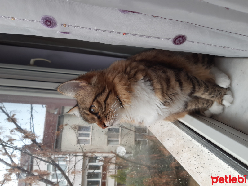 Tekir Kedi, Kedi  Nana fotoğrafı