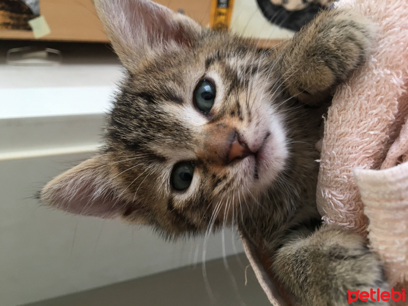 Tekir Kedi, Kedi  Mocha fotoğrafı
