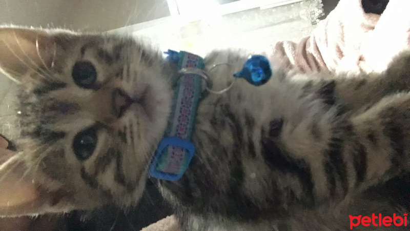 Tekir Kedi, Kedi  Mocha fotoğrafı