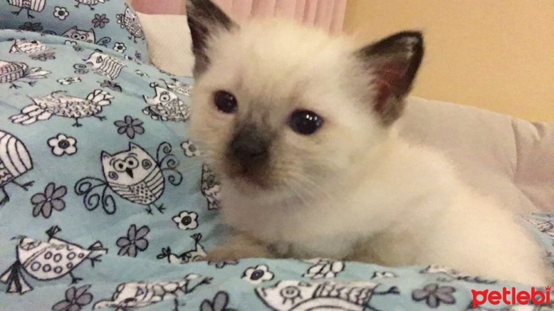 Ragdoll, Kedi  Sansa fotoğrafı