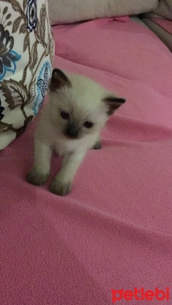 Ragdoll, Kedi  Sansa fotoğrafı