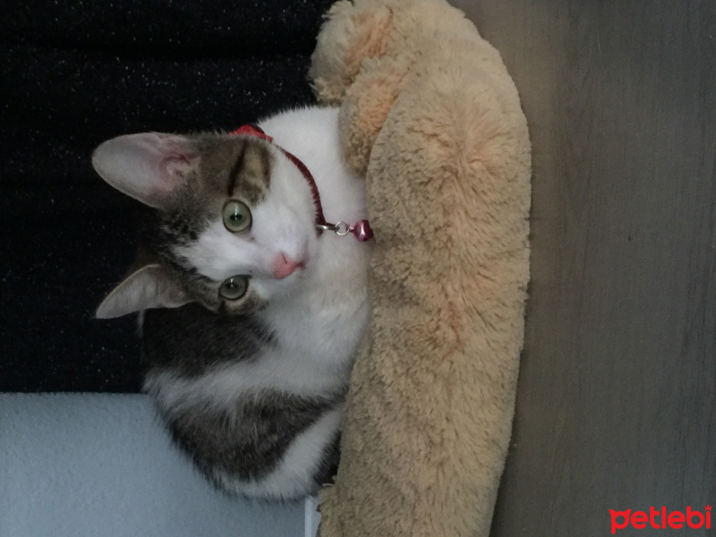 Sarman, Kedi  sokakta bulduk fotoğrafı