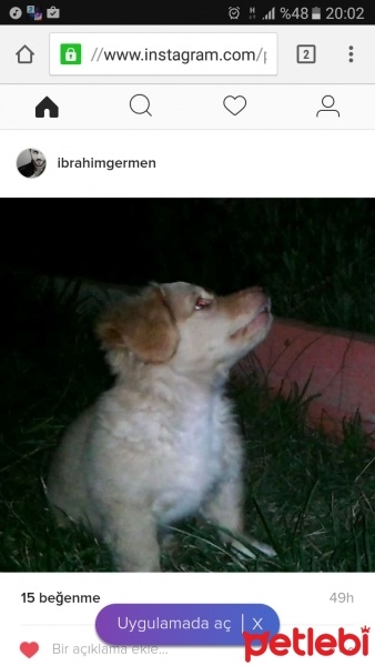 Golden Retriever, Köpek  Paşa fotoğrafı