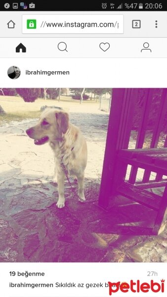 Golden Retriever, Köpek  Paşa fotoğrafı