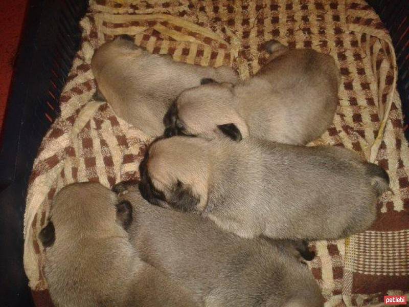 Pug, Köpek  toto fotoğrafı