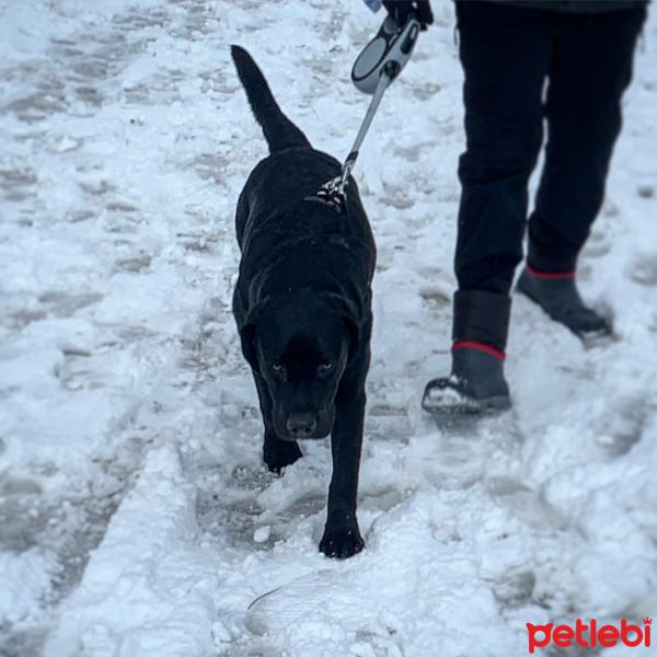 Labrador Retriever, Köpek  Labros fotoğrafı