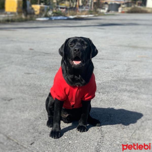 Labrador Retriever, Köpek  Labros fotoğrafı