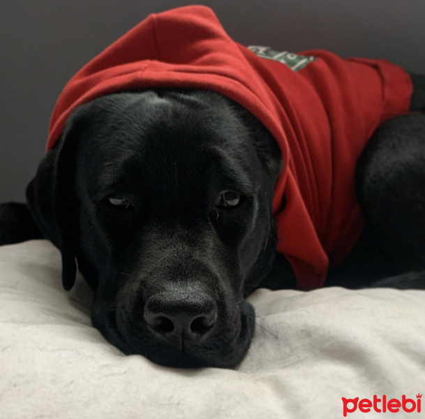 Labrador Retriever, Köpek  Labros fotoğrafı
