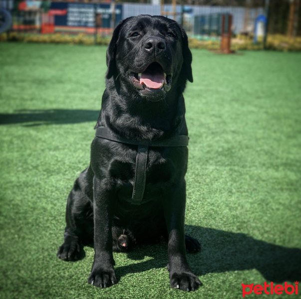 Labrador Retriever, Köpek  Labros fotoğrafı